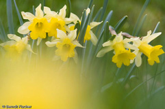 Narzissen - Zum Vergroessern klicken!